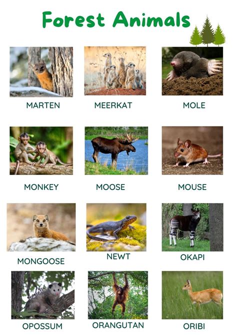 +80 List of Forest Animals (With Pictures) .